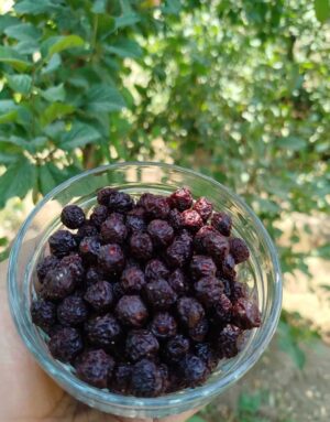آلبالو خشک نمک خورده