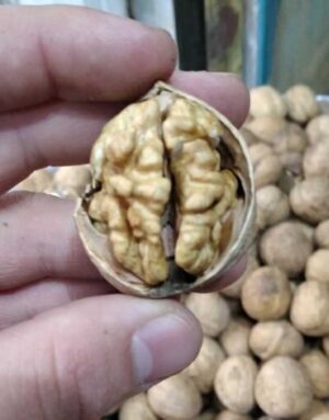 گردو کاغذی پیوندی