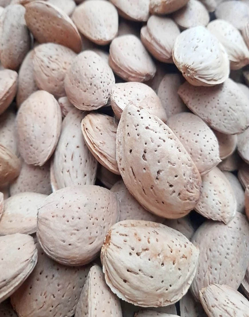 بادام درختی درشت ملایر مناسب برای کاشت
