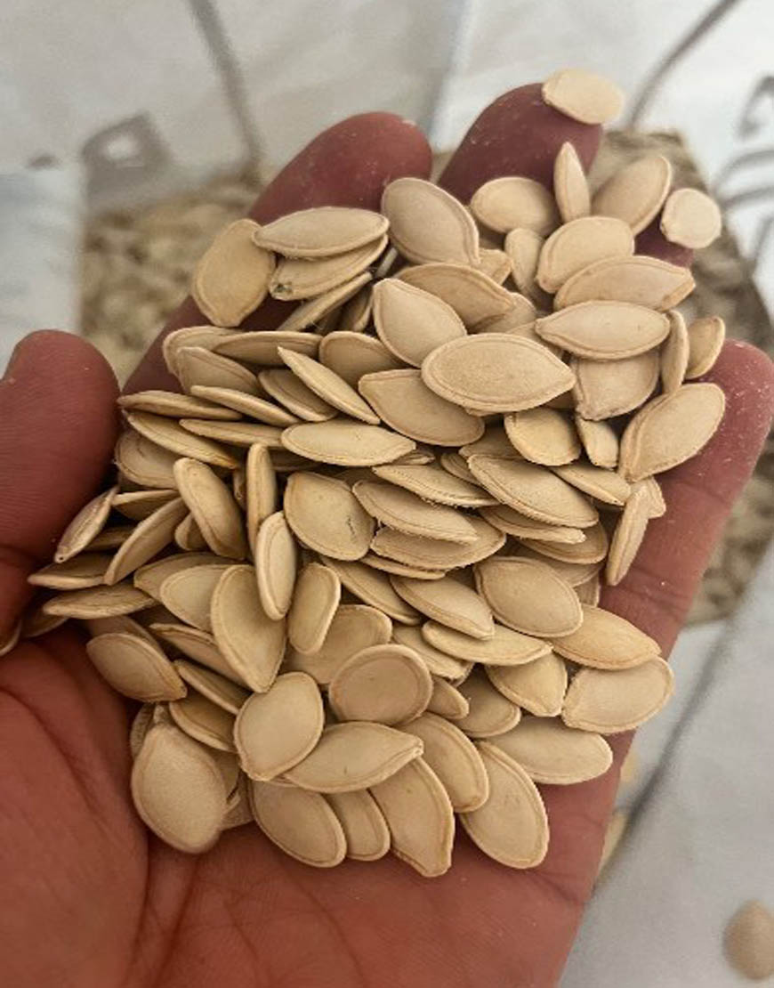 تخمه کدو گوشتی وارداتی تفت نمک پاش